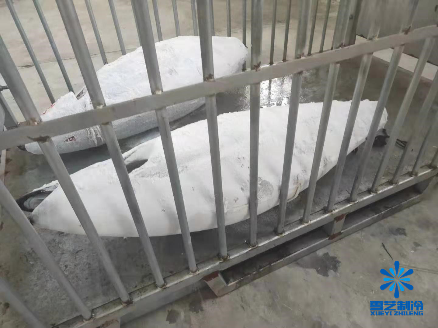 金槍魚超低溫冷庫 金槍魚超低溫冷庫