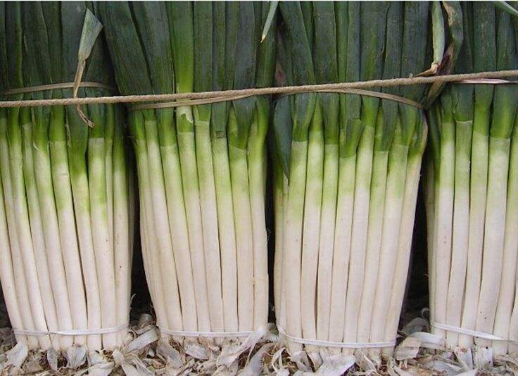 大蔥冷庫 大蔥冷庫