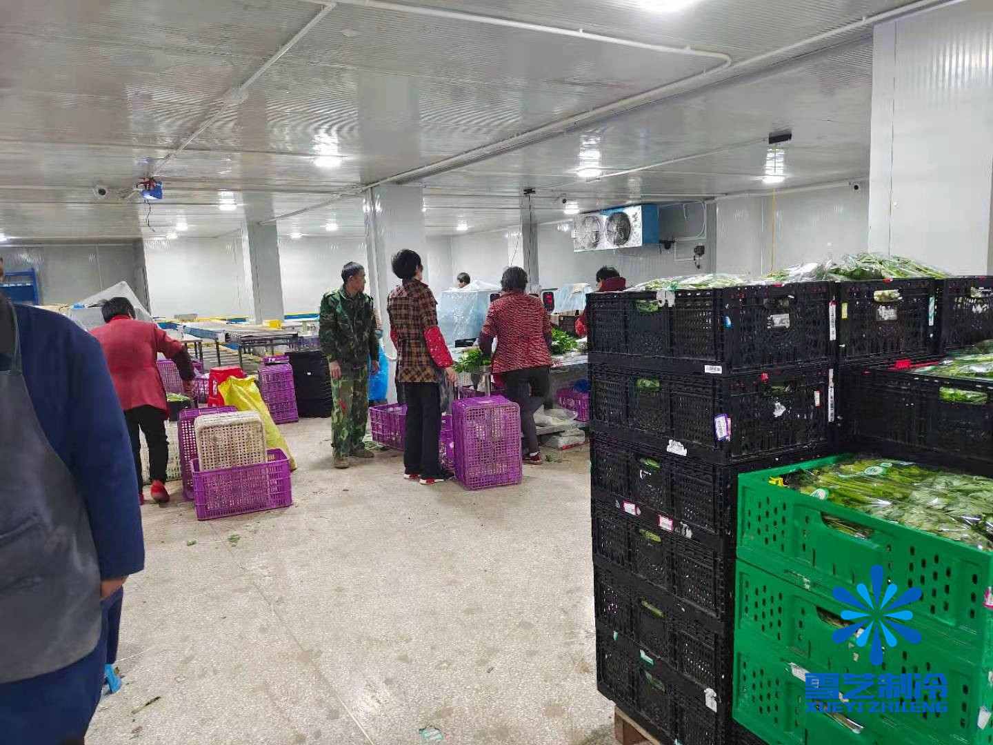 大蔥冷庫 大蔥冷庫