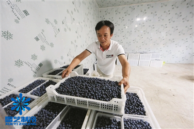 藍莓冷庫 藍莓冷庫